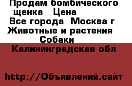 Продам бомбического щенка › Цена ­ 30 000 - Все города, Москва г. Животные и растения » Собаки   . Калининградская обл.